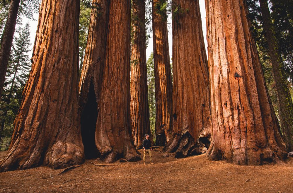 What Are The Big Trees Called In California